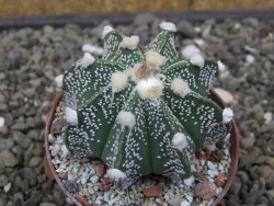 Astrophytum Super Kabuto X red flower akabana červený květ, květináč 7 cm - 12413965