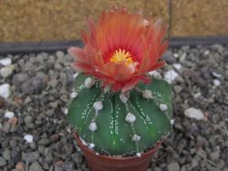 Astrophytum Super Kabuto X red flower akabana červený květ, květináč 5,5 cm