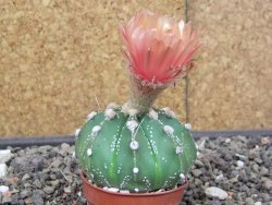 Astrophytum Super Kabuto X red flower akabana červený květ, květináč 5,5 cm - 12413969