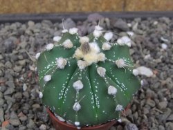 Astrophytum Super Kabuto X red flower akabana červený květ, květináč 5,5 cm - 12413971
