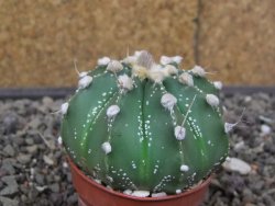 Astrophytum Super Kabuto X red flower akabana červený květ, květináč 5,5 cm - 12413973