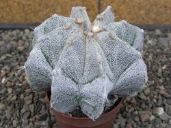 Astrophytum Onzuko X ornatum pot 6,5 cm