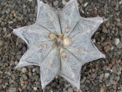 Astrophytum Onzuko X ornatum pot 6,5 cm - 12413984