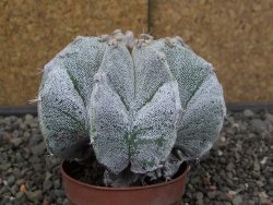 Astrophytum Onzuko X ornatum pot 6,5 cm - 12413985