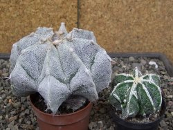 Astrophytum Onzuko X ornatum pot 6,5 cm - 12413987