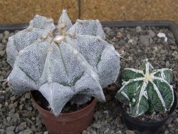 Astrophytum Onzuko X ornatum pot 6,5 cm - 12413988