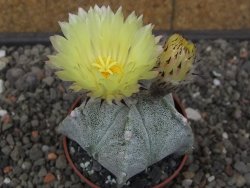 Astrophytum Onzuko X ornatum pot 6,5 cm