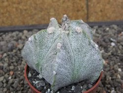 Astrophytum Onzuko X ornatum pot 6,5 cm - 12413994