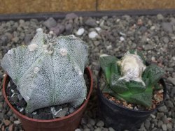 Astrophytum Onzuko X ornatum pot 6,5 cm - 12413995