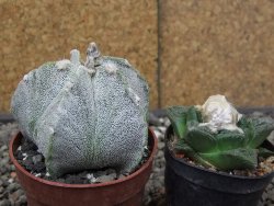 Astrophytum Onzuko X ornatum pot 6,5 cm - 12413996