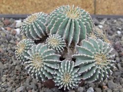 Geohintonia mexicana, pot 7 cm Roubovaná - 12413999