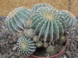 Geohintonia mexicana, pot 7 cm Roubovaná - 12414000