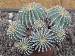 Geohintonia mexicana, pot 7 cm Roubovaná - 12414001
