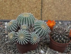Geohintonia mexicana, pot 7 cm Roubovaná - 12414002