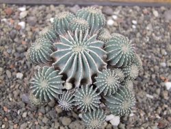 Geohintonia mexicana, pot 7 cm Roubovaná - 12414006