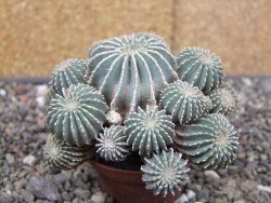 Geohintonia mexicana, pot 7 cm Roubovaná - 12414007
