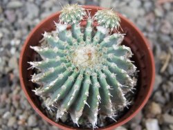 Geohintonia mexicana, pot 5,5 cm Roubovaná