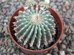 Geohintonia mexicana, pot 5,5 cm Roubovaná - 12414013