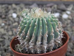Geohintonia mexicana, pot 5,5 cm Roubovaná - 12414015