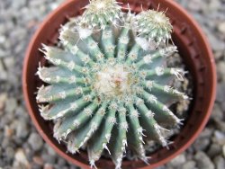 Geohintonia mexicana, pot 5,5 cm Roubovaná - 12414016