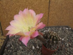 Echinopsis hybrid, květináč 5,5 cm - 12414025