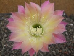 Echinopsis hybrid, květináč 5,5 cm - 12414026