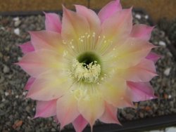 Echinopsis hybrid, květináč 5,5 cm