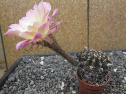Echinopsis hybrid, květináč 5,5 cm - 12414028