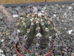 Echinopsis hybrid, květináč 5,5 cm - 12414029