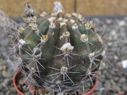 Echinopsis hybrid, květináč 5,5 cm - 12414030