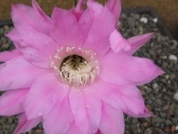 Echinopsis hybrid aff eyresii, květináč 5,5 cm