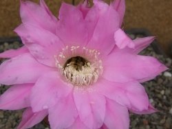 Echinopsis hybrid aff eyresii, květináč 5,5 cm - 12414042