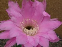 Echinopsis hybrid aff eyresii, květináč 5,5 cm - 12414043