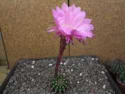 Echinopsis hybrid aff eyresii, květináč 5,5 cm - 12414044
