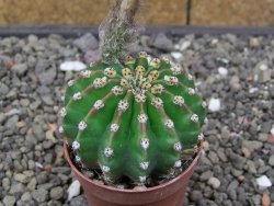 Echinopsis hybrid aff eyresii, květináč 5,5 cm - 12414045