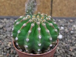 Echinopsis hybrid aff eyresii, květináč 5,5 cm - 12414046