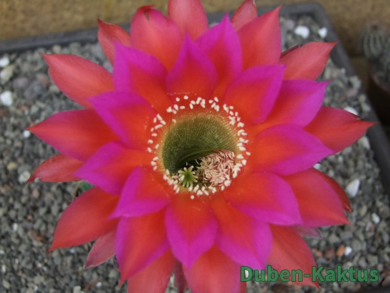 Echinopsis hybrid, květináč 7 cm