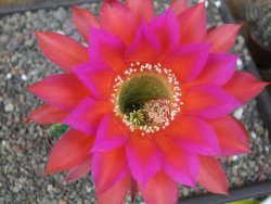 Echinopsis hybrid, květináč 7 cm - 12414054