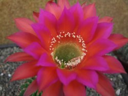 Echinopsis hybrid, květináč 7 cm - 12414055