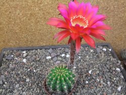Echinopsis hybrid, květináč 7 cm - 12414056