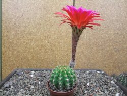 Echinopsis hybrid, květináč 7 cm - 12414057