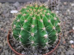 Echinopsis hybrid, květináč 7 cm - 12414058