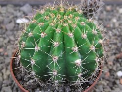 Echinopsis hybrid, květináč 7 cm - 12414059