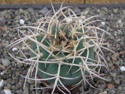 Gymnocalycium cardenasianum JO 193 pot 5,5 cm - 12414073