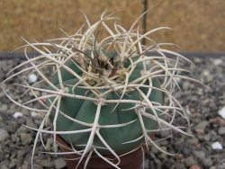 Gymnocalycium cardenasianum JO 193 pot 5,5 cm