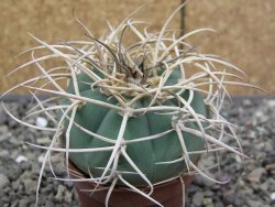 Gymnocalycium cardenasianum JO 193 pot 5,5 cm - 12414075