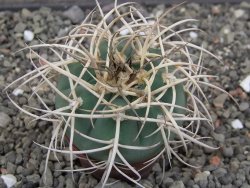 Gymnocalycium cardenasianum JO 193 pot 5,5 cm - 12414076