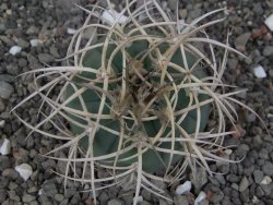 Gymnocalycium cardenasianum JO 193 pot 5,5 cm - 12414077