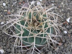 Gymnocalycium cardenasianum JO 193 pot 5,5 cm - 12414078