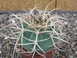Gymnocalycium cardenasianum JO 193 pot 5,5 cm - 12414079